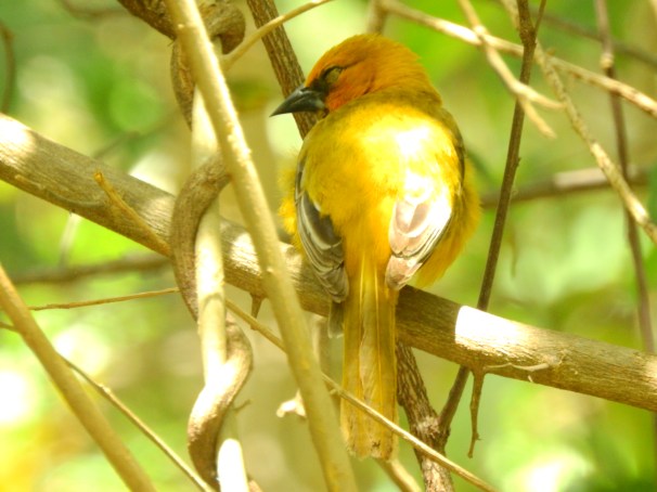 Female Altamira Oriole