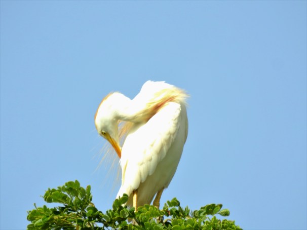 Cattle Egret preening.