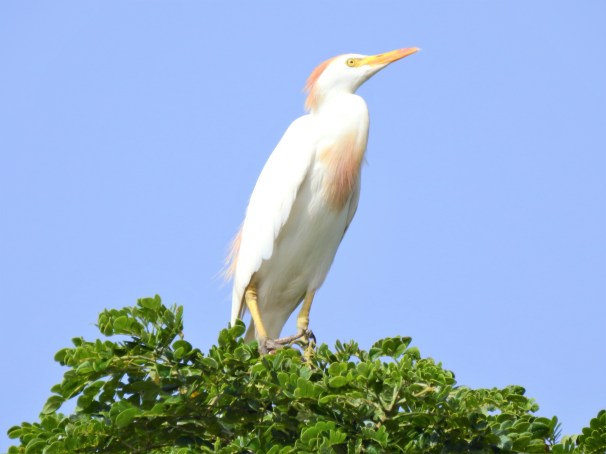 Cattle Egret in Jamaica.