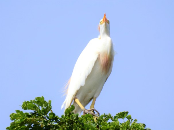 Cattle Egret in Jamaica.
