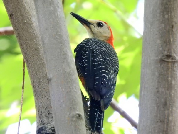 Jamaican Woodpecker in Jamaica.