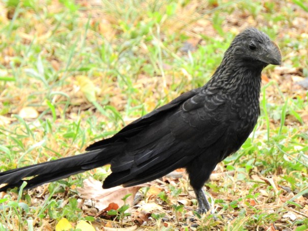 Smooth-billed Ani in Jamaica.