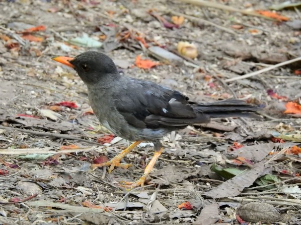 White-chinned Thrush in Jamaica.
