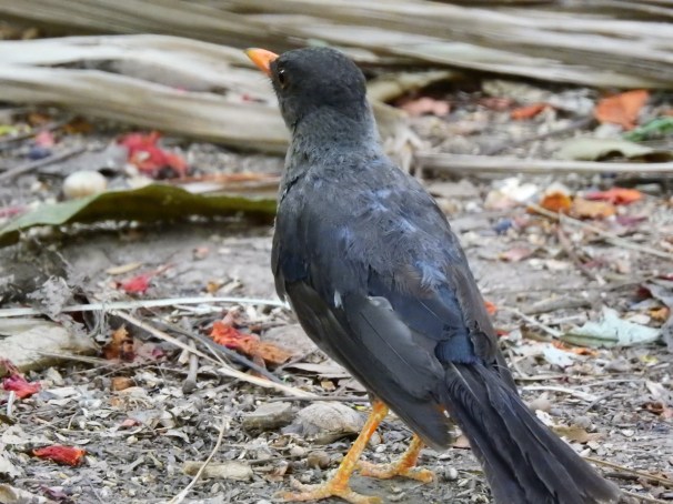 White-chinned Thrush in Jamaica.