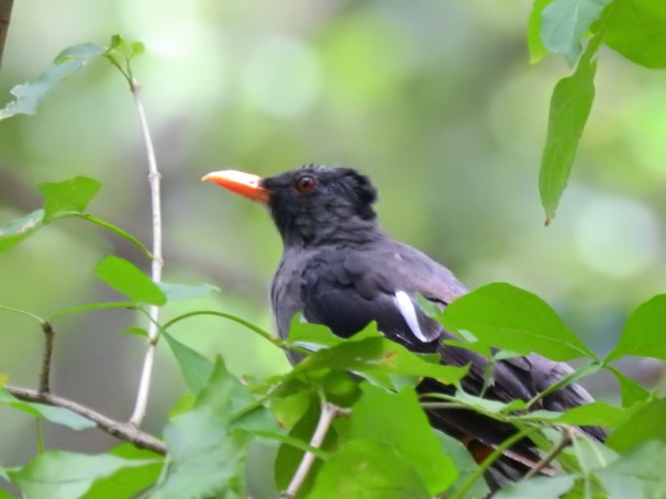 White-chinned Thrush in Jamaica.