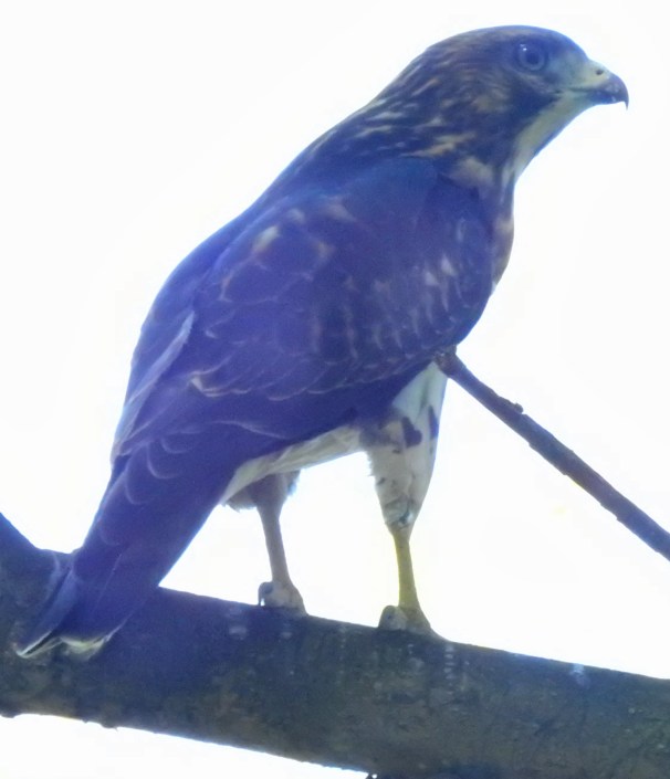 Broad-winged Hawk [Light Morph]