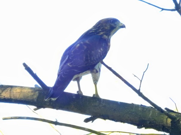 Broad-winged Hawk [Light Morph] in Pennsylvania.