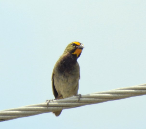 Male Yellow-faced Grassquit in Jamaica.