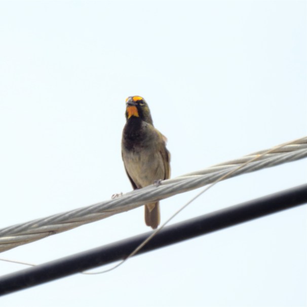 A male Yellow-faced Grassquit in Jamaica.