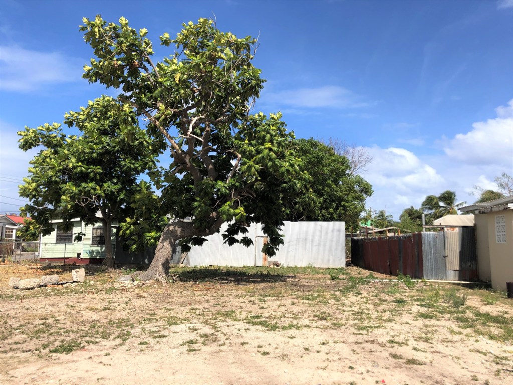 A Breadfruit tree near Free Hill Road.