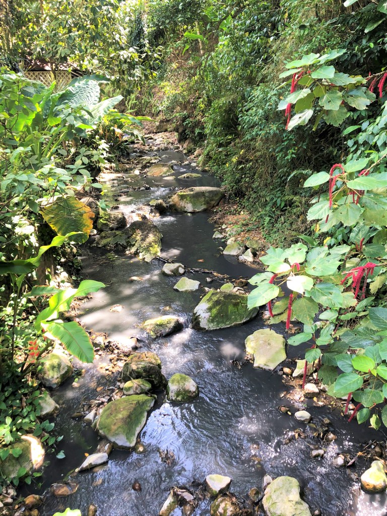 A stream flowing from the Diamond Waterfall at the Diamond Botanical Gardens.