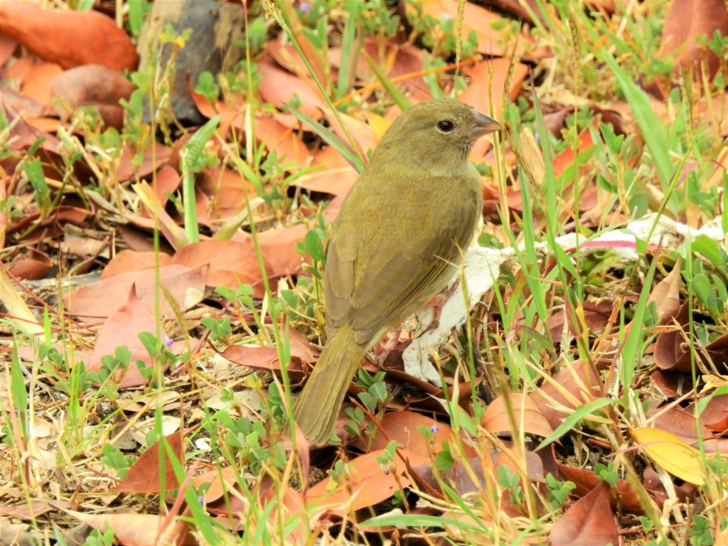 Female Black-faced Grassquit in Barbados