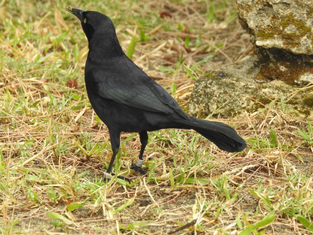 Carib Grackle in Barbados