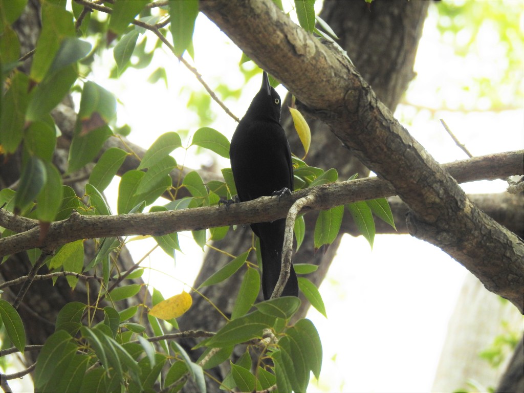 Carib Grackle in a tree in Barbados