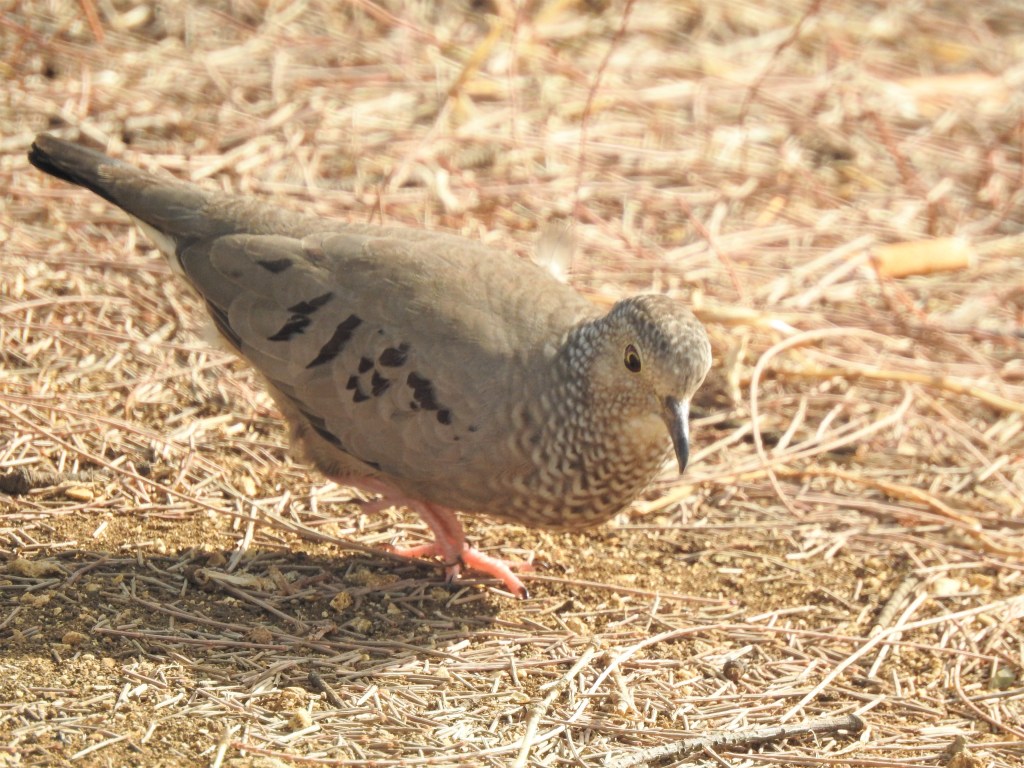 Common Ground Dove in Barbados