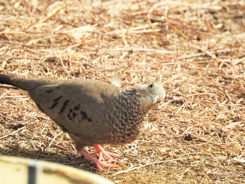 Common Ground Dove in Barbados