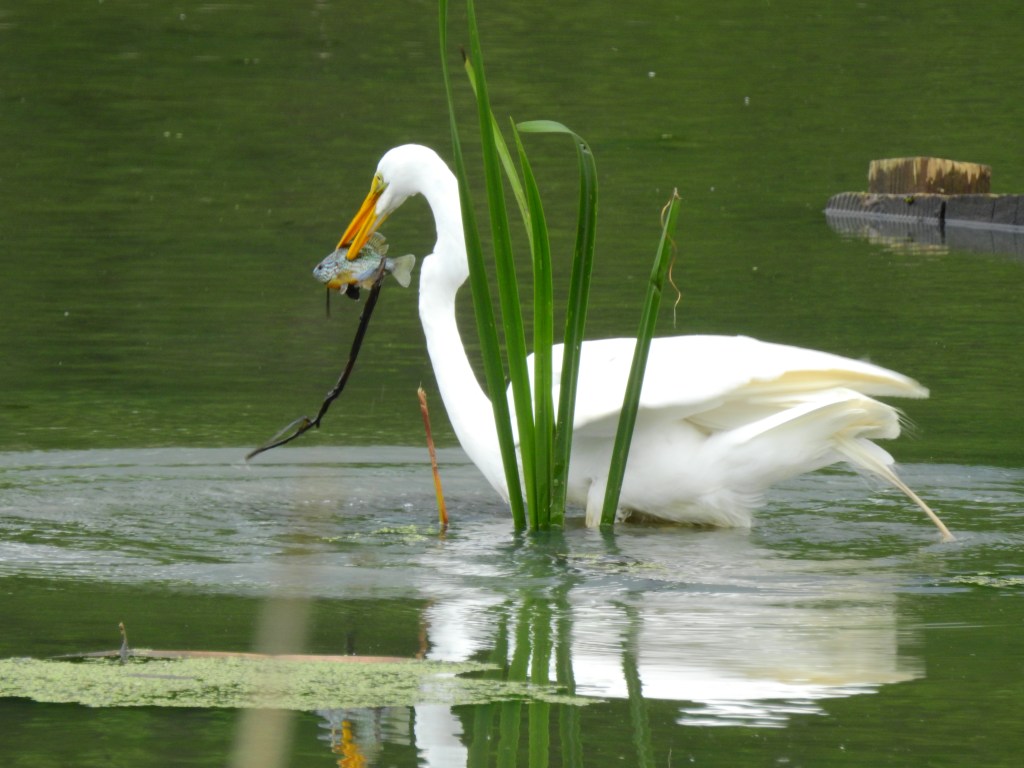 Great Egret fishing in a lake in Delaware.
