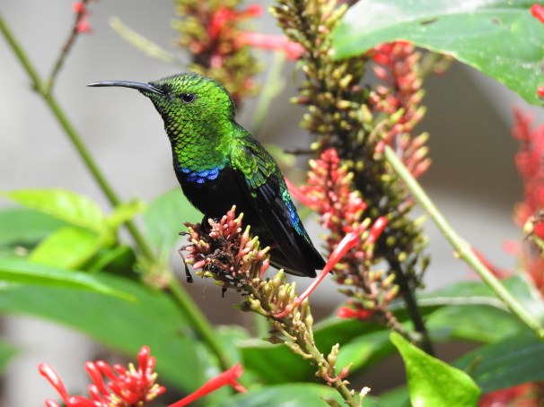 Green-throated Carib in St. Lucia