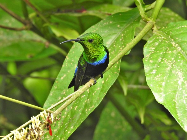 Green-throated Carib in St. Lucia