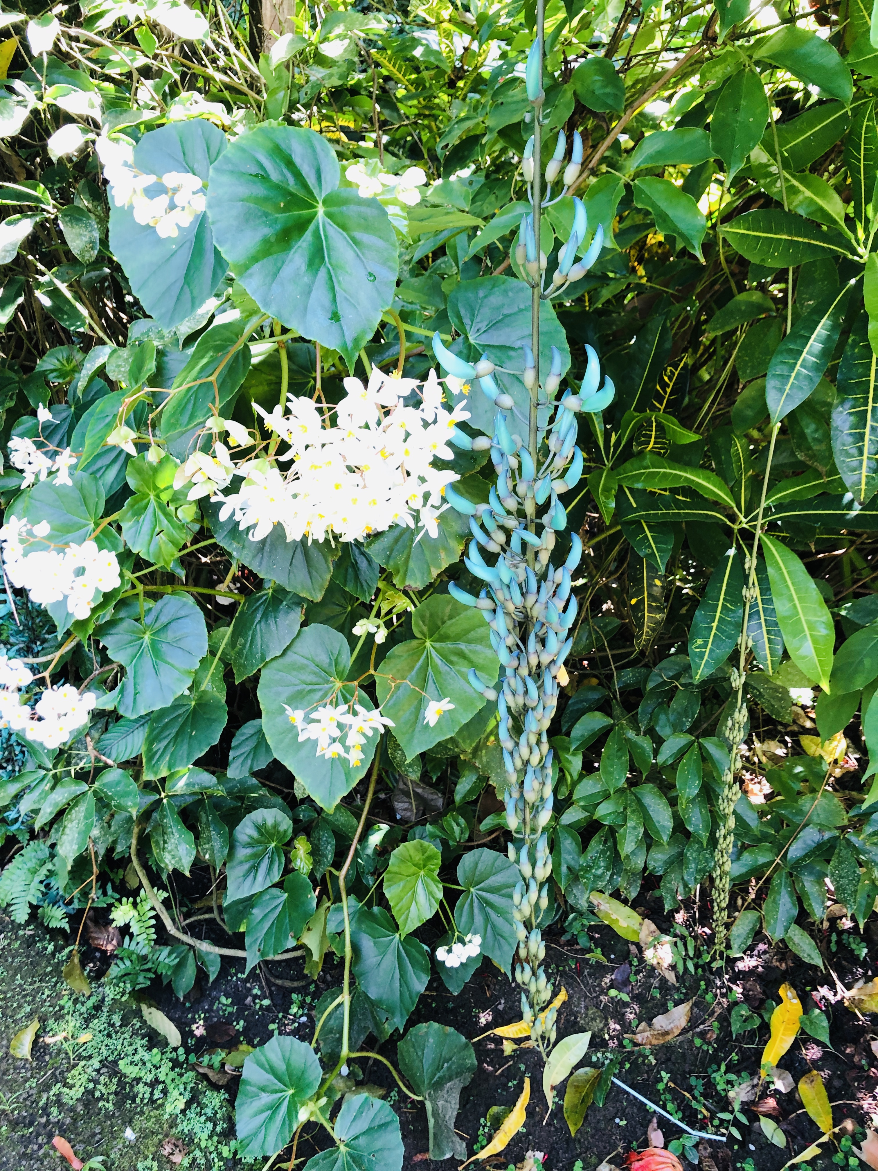 Jade Vine at the Diamond Botanical Gardens.