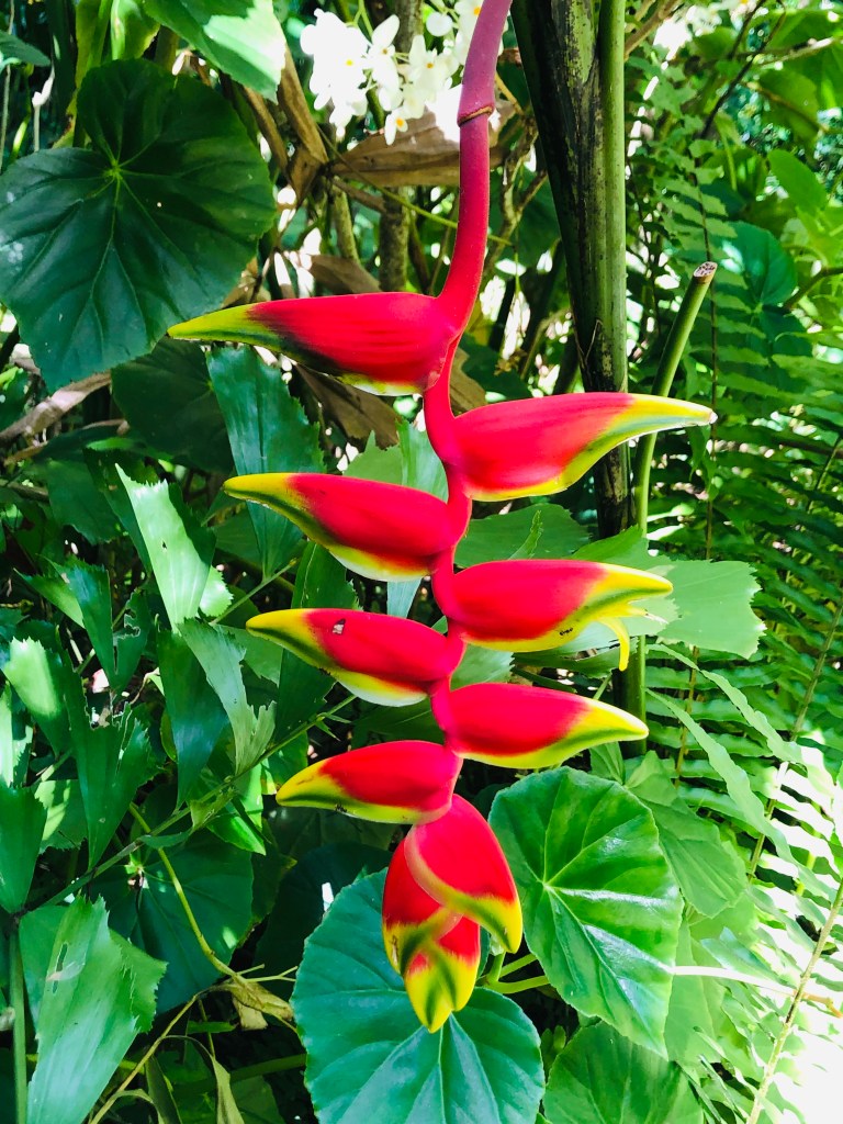 Lobster Claws plant at the Diamond Botanical Gardens in St. Lucia.