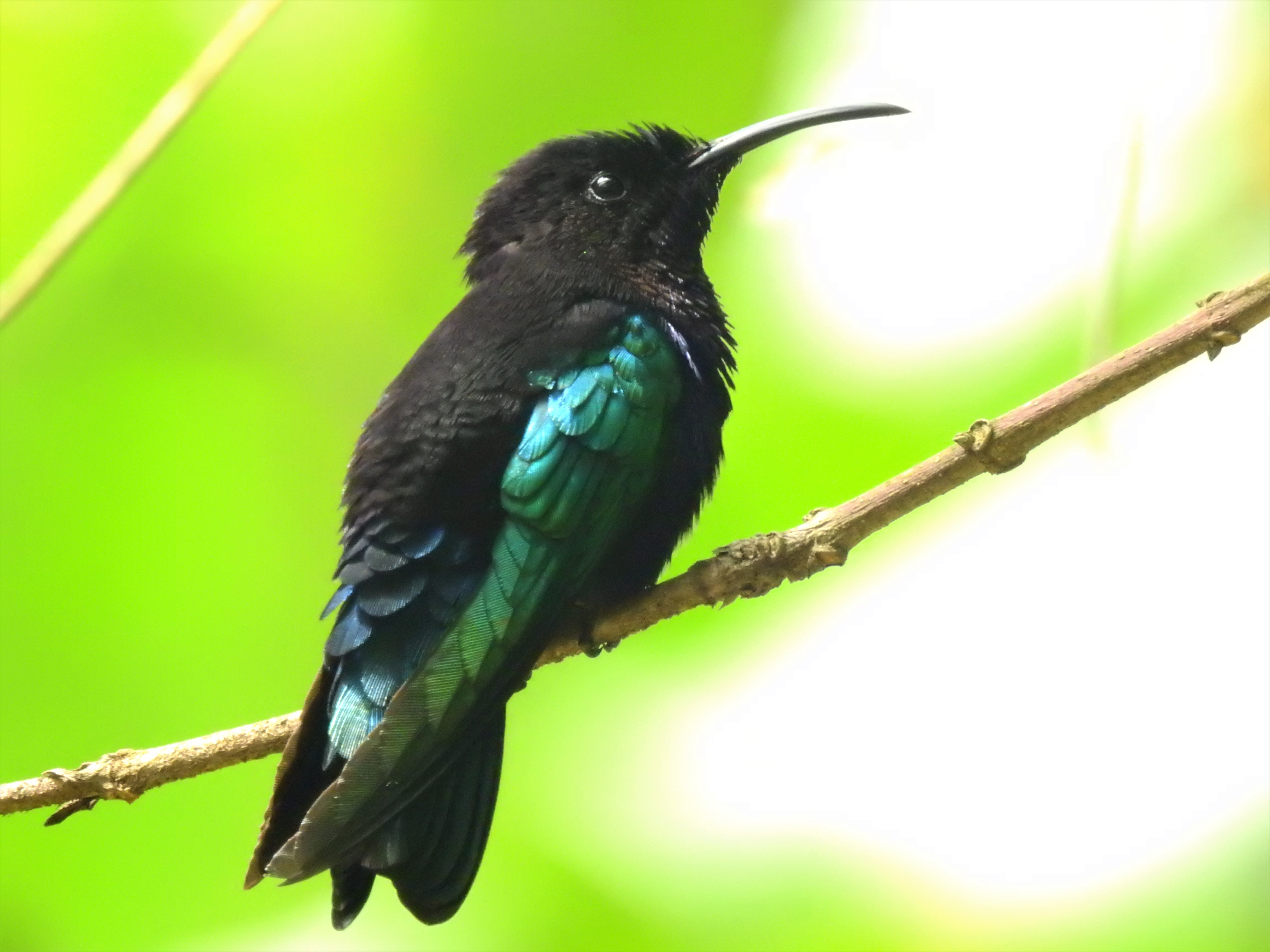 Side view of a Purple-throated Carib in St. Lucia.