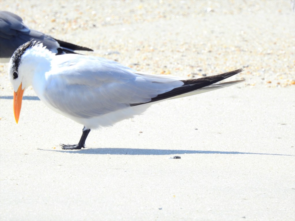 Royal Tern in New Jersey