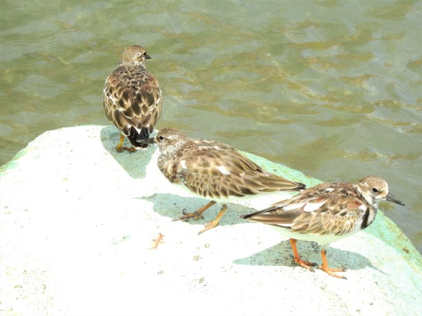 Ruddy Turnstones in Antigua an Barbuda