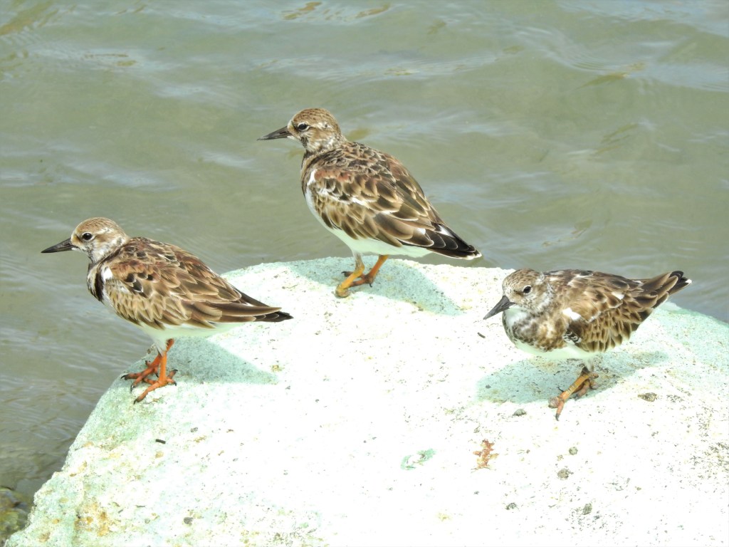 Ruddy Turnstones in Antigua an Barbuda
