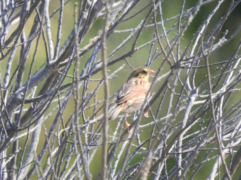 Savannah Sparrow in New Jersey