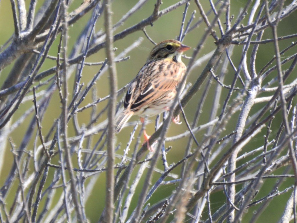 Savannah Sparrow in New Jersey