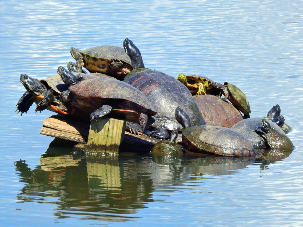 Turtles sunbathing in a pond in Pennsylvania