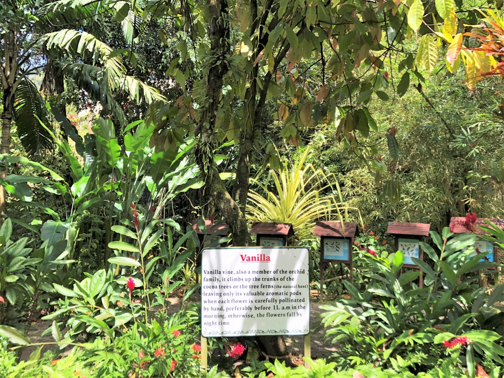 Vanilla Vine at the Diamond Botanical Gardens in St. Lucia.