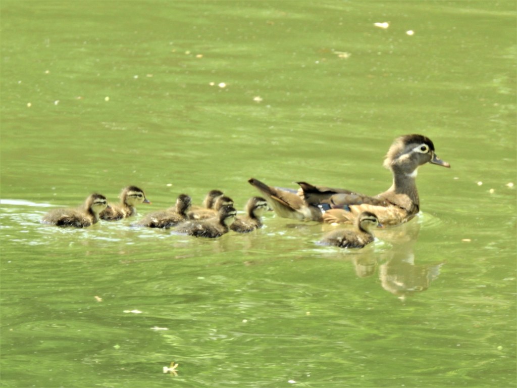 Female Wood Duck with ducklings in Delaware.