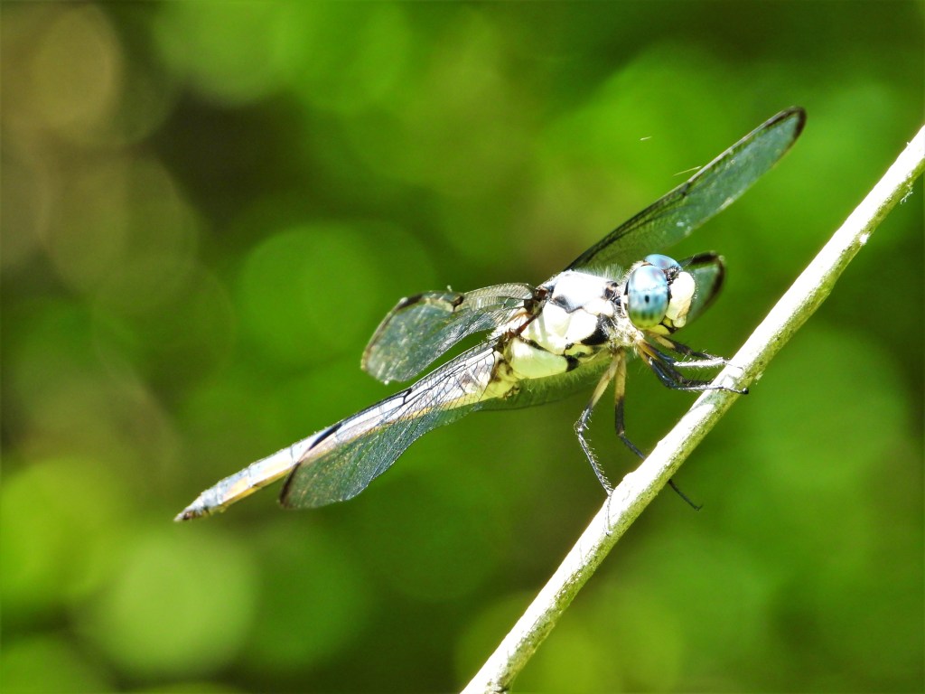 Closeup photograph of a Dragonfly.