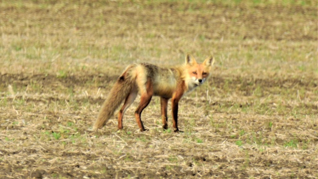 Red Fox in Ontario