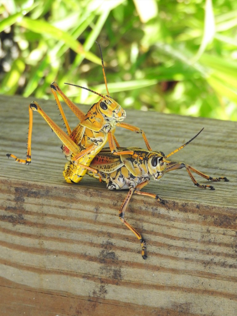 Eastern Lubber Grasshoppers mating in Florida