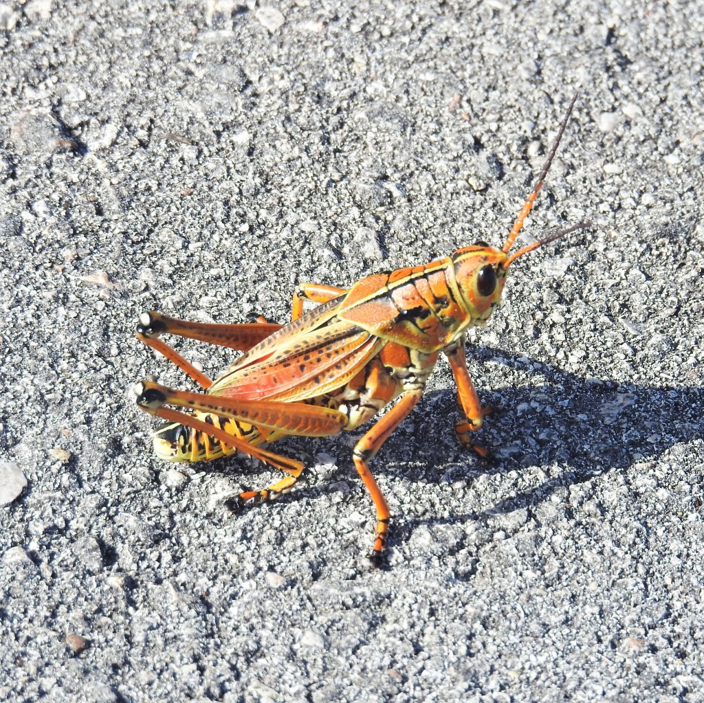 Eastern Lubber Grasshopper in Florida