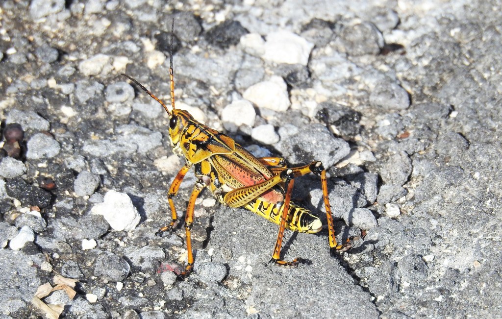 Eastern Lubber Lubber Grasshopper in Florida