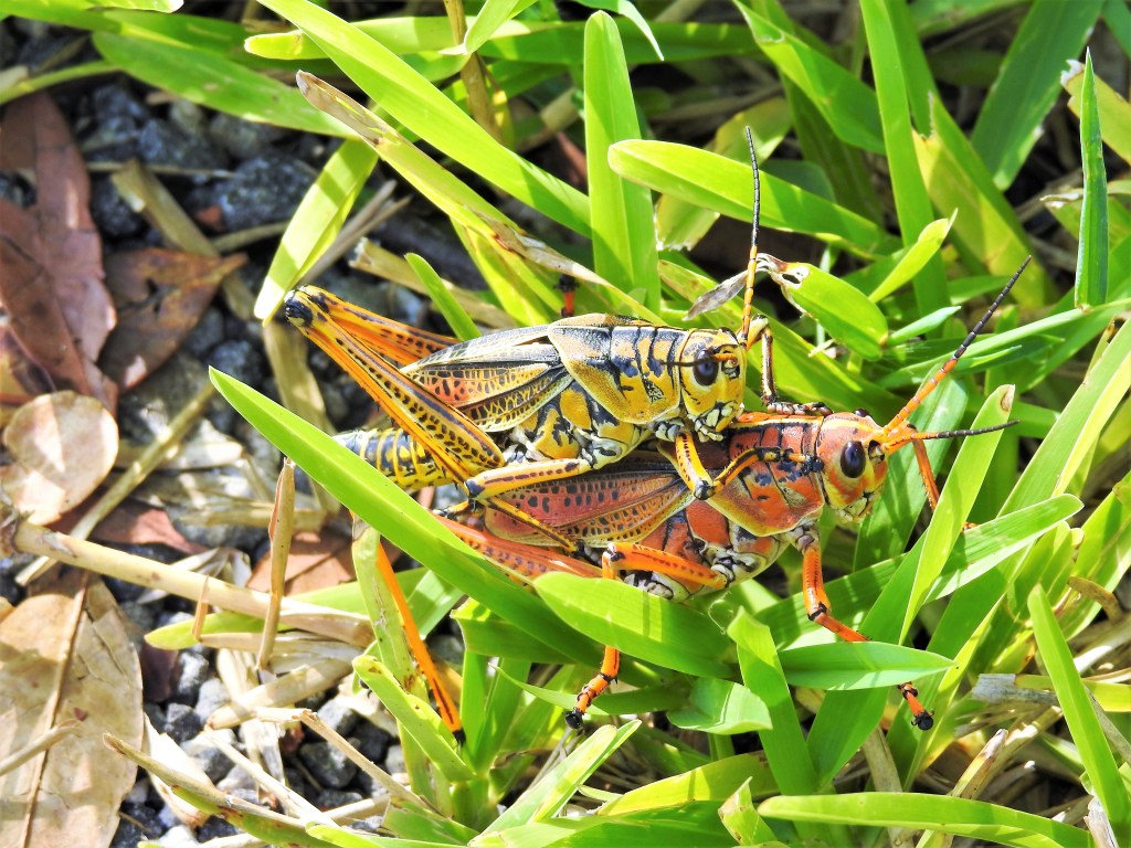 Eastern Lubber Grasshoppers mating in Florida