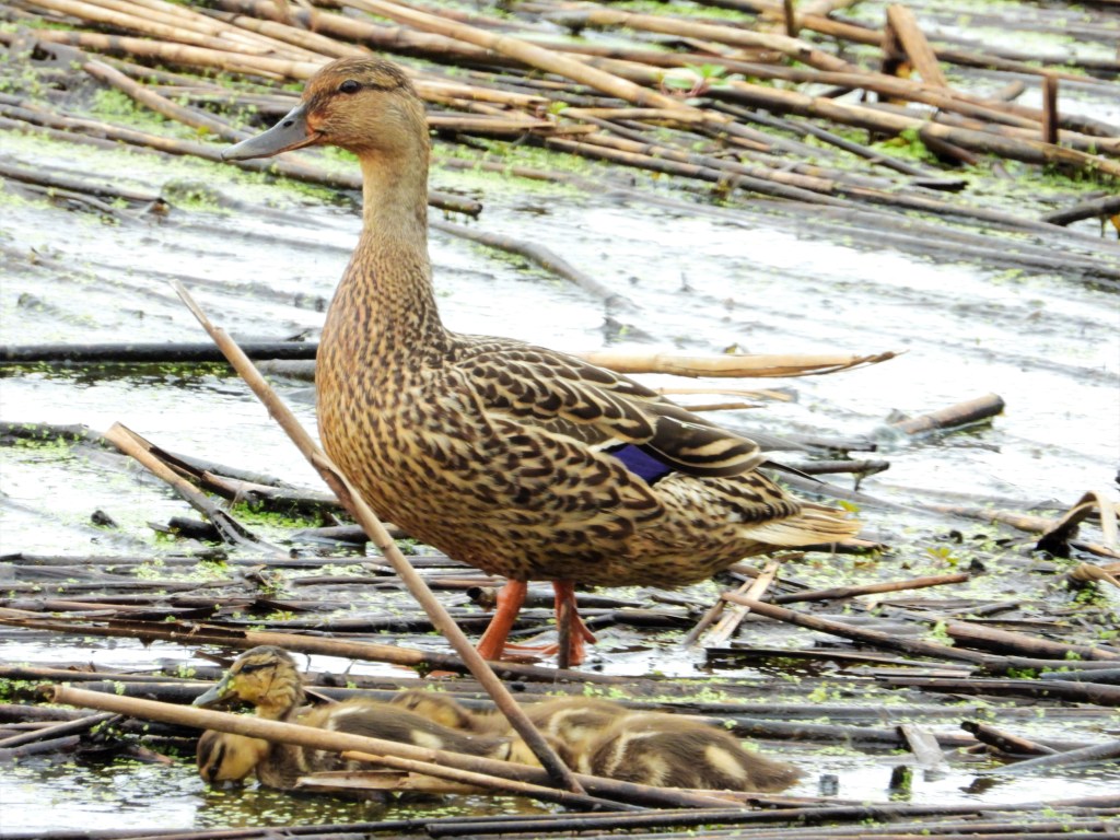 Female mallard with ducklings in Pennsylvania.