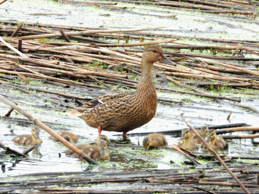 Female mallard with ducklings in Pennsylvania.