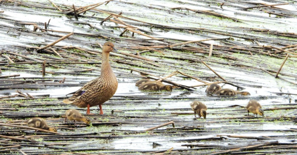 Female mallard with ducklings in Pennsylvania.