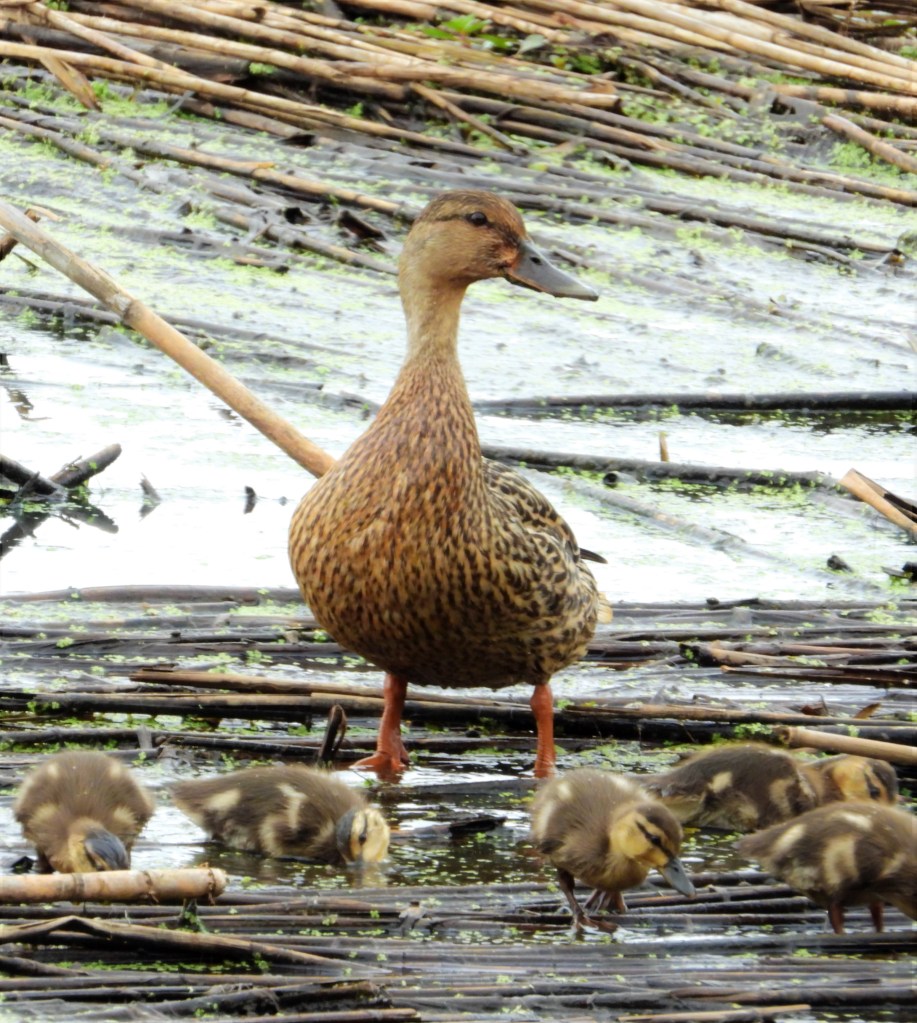 Female mallard with ducklings in Pennsylvania.