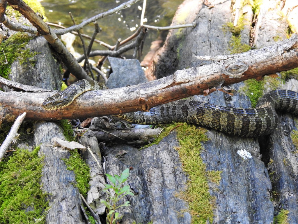 Northern Water Snake in Ontario.